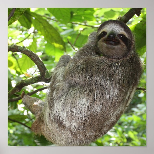 Póster Sloth in Tree Poster (Frente)