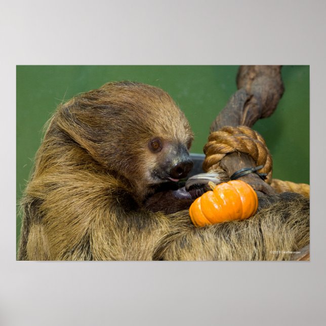 Póster Sloth with Pumpkin (Frente)