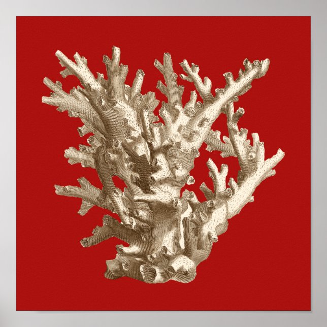 Póster Small Coral in Red (Frente)