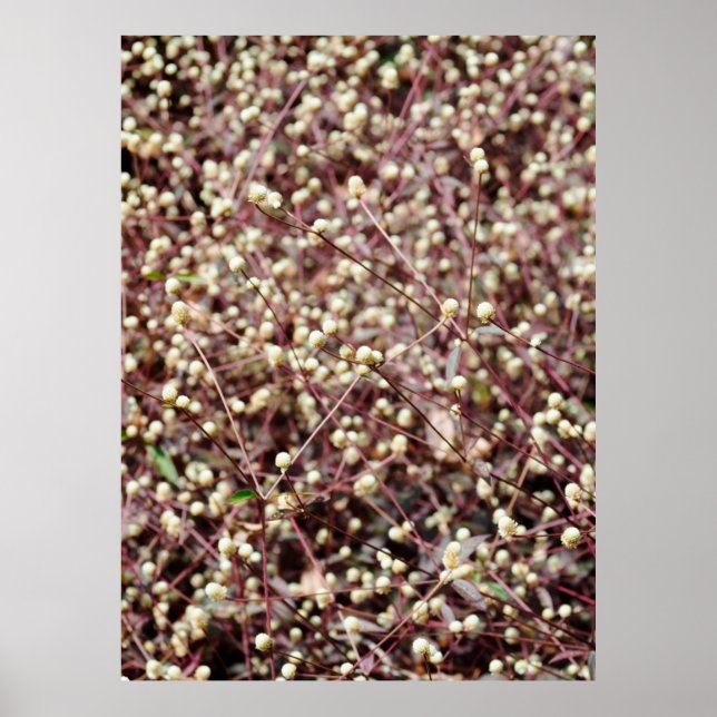 Póster Small cute little ball shaped form wild white bush (Frente)