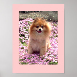 Póster Small Poster   Marley Pomeranian Pink Flowers