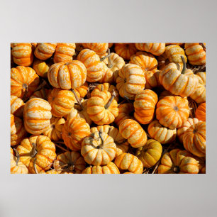 Póster small pumpkins in stack