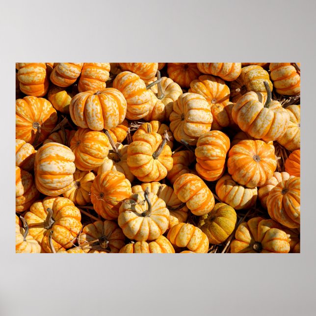 Póster small pumpkins in stack (Frente)