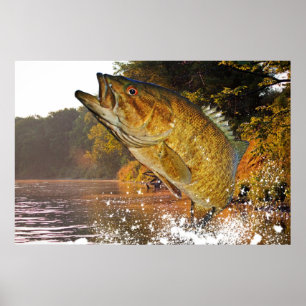 Póster Smallmouth Bass