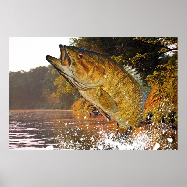 Póster Smallmouth Bass (Frente)