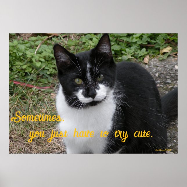 Póster Smiler says- Sometimes, you just have to try cute. (Frente)