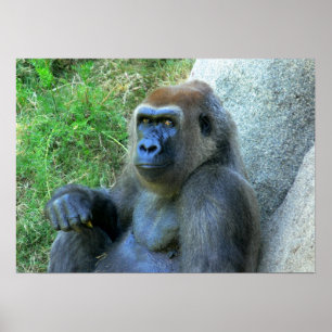 Póster Smiling Ape