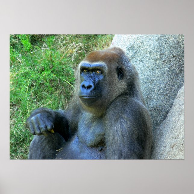 Póster Smiling Ape (Frente)