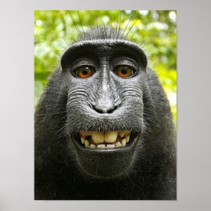 Póster Smiling Crested Macaque