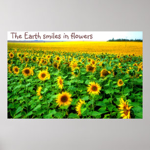 Póster Smiling sunflowers  by TDGallery