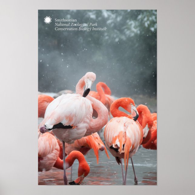Póster Smithsonian | Flamingos In The Snow (Frente)