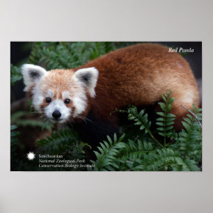 Póster Smithsonian   Panda rojo