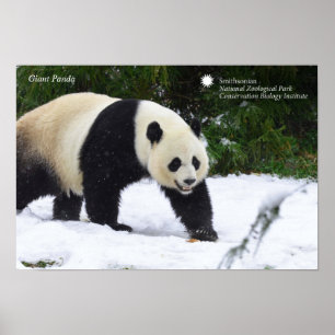 Póster Smithsonian   Pandas Gigantes En La Nieve