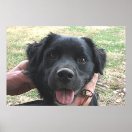 Póster Smokey Posando Para La Cámara