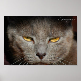Póster Smokey the Cat poster