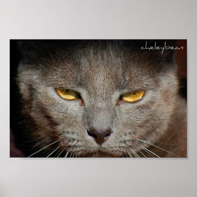 Póster Smokey the Cat poster (Frente)