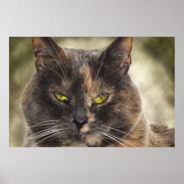 Póster Smug Kitty - ¿Quieres Lo Que Quieres? (Frente)
