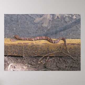 Póster Snack Cottonmouth