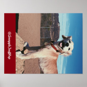 Póster @SnaggleToofPup