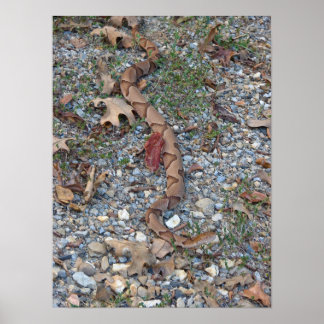 Póster Snake Copperhead en el Poster del atardecer