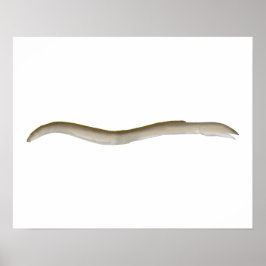 Póster Snake-eel