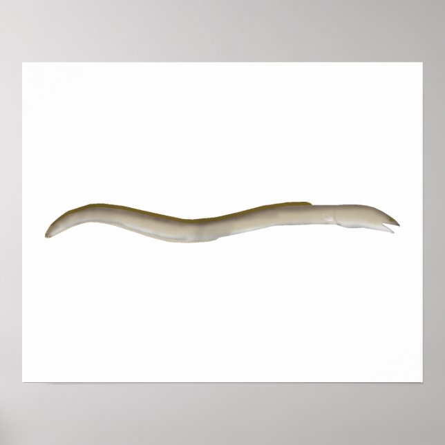 Póster Snake-eel (Frente)