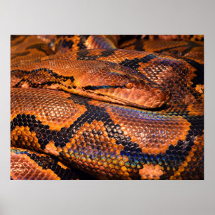 Póster Snake Python