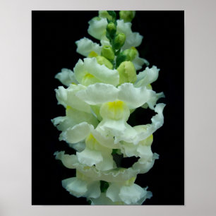 Póster Snapdragon blanco