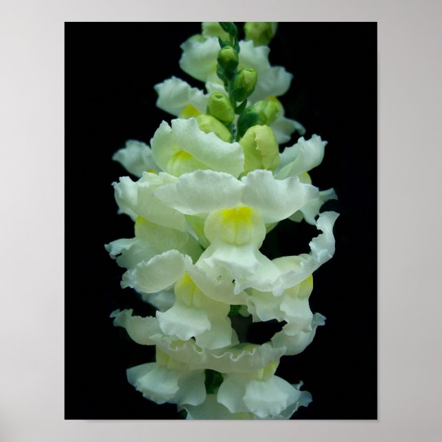 Póster Snapdragon blanco (Frente)
