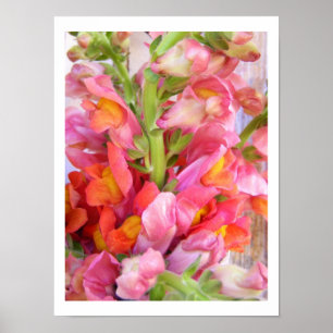 Póster Snapdragons