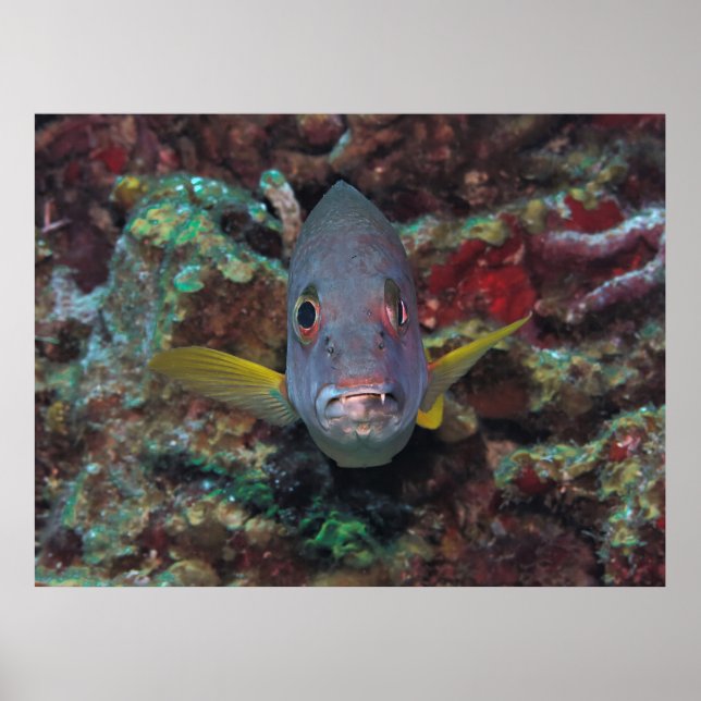 Póster Snapper crosseyed (Frente)