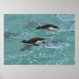 Póster Snares Penguins Swimming