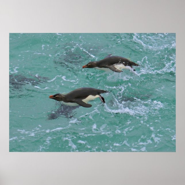 Póster Snares Penguins Swimming (Frente)