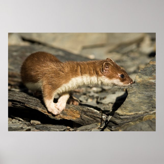 Póster Sniffing Weasel (Frente)