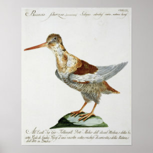 Póster Snipe, c.1767-76 (grabado a mano)