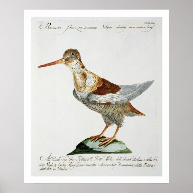 Póster Snipe, c.1767-76 (grabado a mano) (Frente)