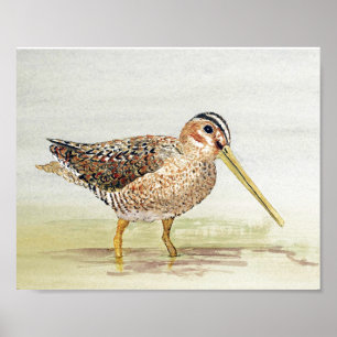 Póster Snipe común