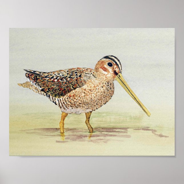 Póster Snipe común (Frente)