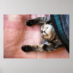 Póster Snoozing Kitten