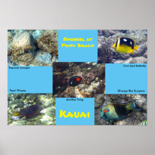Póster Snorkel en la playa de Poipu