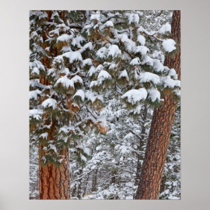 Póster Snow fills the boughs of ponderosa pine trees