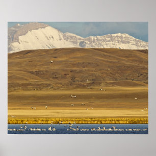 Póster Snow geese during spring migration