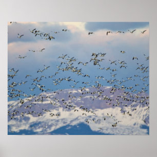 Póster Snow geese during spring migration