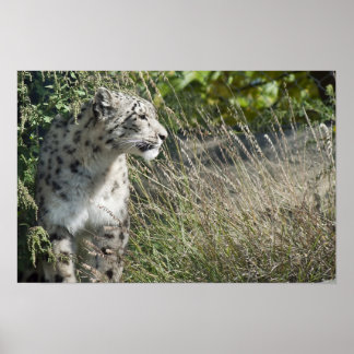Póster Snow leopard