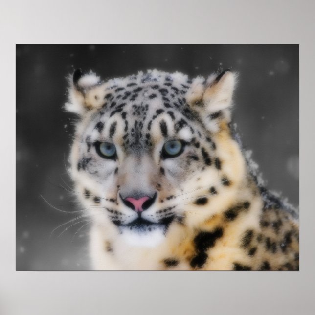 Póster Snow Leopard (Frente)