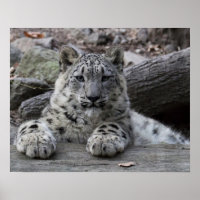 Snow Leopard Cub Sitting