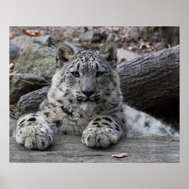 Póster Snow Leopard Cub Sitting (Frente)