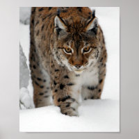 Snow Lynx