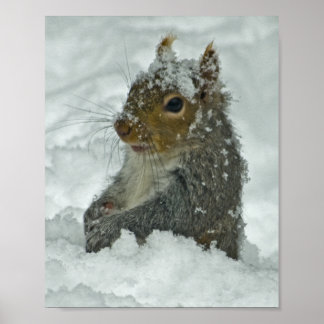 Póster Snow Squirrel