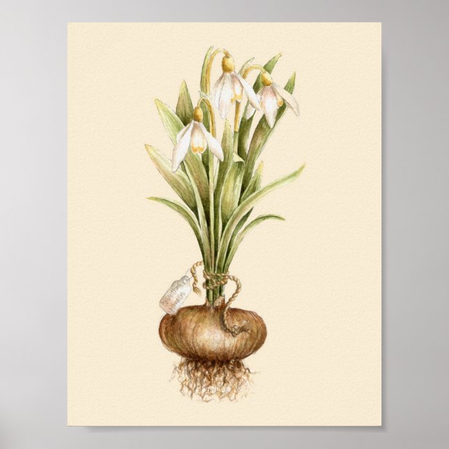 Póster Snowdrop - Poster (Frente)